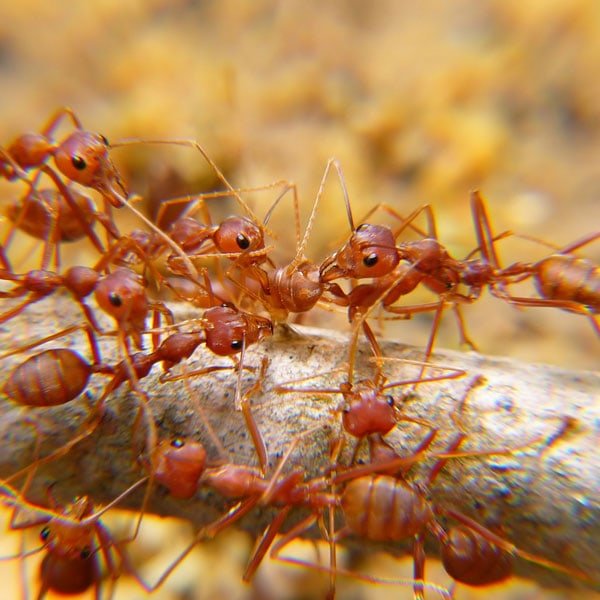 How to Get Rid of Ants (Methods That Actually Work)